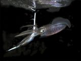 Night Hunting Squid by Spike Piddock