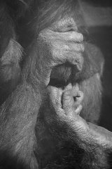 No Photos Please by Glynn Grylls