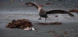 Northern Giant Petrel Aukland Island by Paul Wiley