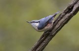 Nuthatch by Jane Lee