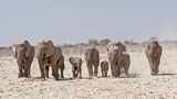 Off to the Waterhole - Namibian Elephant by Janine Scola First Club Section