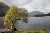Old Tree by the Lake by Graham Lawrence