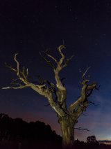 Old Tree under the Plough stars by Ivor Toms
