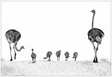 Ostrich Family Outing by Lisa Bukalders