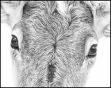 Oulankan reindeer by Steve Broadhurst Highly Commended Section A