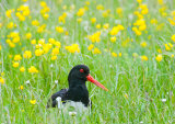 Oystercatcher in Buttercup Meadow: Iain Friend