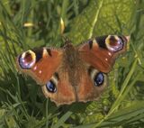 Peacock Butterfly by Annette Beardsley