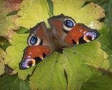 Peacock on Geranium leaves by Jeremy Lee-Potter Commended Section B