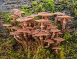 Pholiota Squarrosa Oakley wood by Malcolm Kitto