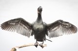 Pigmy Cormorant by Frank Schweitzer - 1st Section B