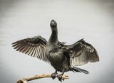 Pigmy Cormorant by Frank Schweitzer