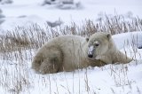 Polar Bear Waiting in the Snow by Jane Lee