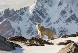 Polar Bear in the Mountains by Jane Lee