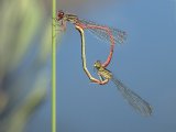 Pond Damselfly (Coenagrionidae) by Ivor Toms