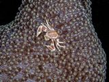 Porcelain Crab on Host Anemone by Spike Piddock Highly Commended Section A