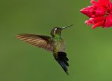 Purple-throated male hummingbird by Mary Cantrille, Section A Winner Comp 7 Focus on Nature Digital 2014-15