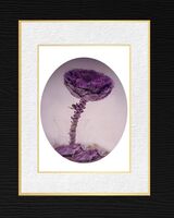 Purple Haze by Chris Parvin Highly Commended Club Section