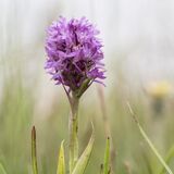 Pyramidal Orchid, Portland by Jeremy Lee-Potter Second Section B