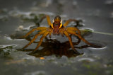 Raft Spider Portait: Iain Friend