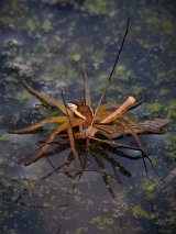 Raft Spider with by Cranefly Iain Friend