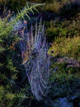 Rainbow Web by Penny Piddock