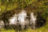 Raindrops at Arne by Frank Schweitzer, Third Section B