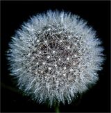 Raindrops on a Dandelion Seed Head by Chris Eaves Commended Section A
