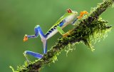 Red-Eyed Leaf frog by David Cantrille