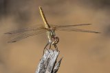 Red-veined Darter by Iain Cameron