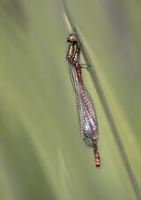 Red Damselfly by Helen Gibson Commended Section B
