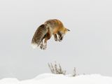 Red Fox jumping for prey by Stephen Lee Highly Commended Section A