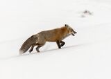 Red Fox on the Run by Jane Lee Third Advanced Section