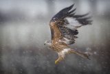 Red Kite in the Snow by Tim Downton, Highly Commended Section A