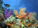 Red Sea Reef by Spike Piddock Highly Commended Advanced Section