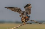 Red footed falcons mating by Jenny Warr First Section B