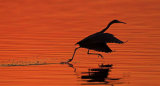 Reddish egret at sunrise