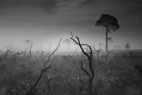 Regeneration After the Fire-by Ivor Toms