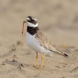 Ringed Plover pulling out Lugworm by Susan Buckland