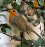 Robin by Jeremy Lee-Potter