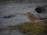 Rock Pipit by Iain Friend