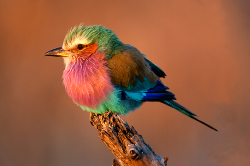 Roller at Sunset by David Cantrille