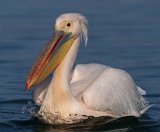 Rosy Pelican by Mary Cantrille