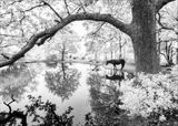 Rushy Dreams by Tony Gill Highly Commended Advanced Section