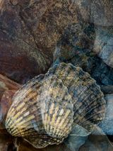 SHELLS ON THE ROCKS by Susan Hendrick