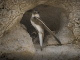 Sandmartin by Iain Friend