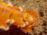 Sea-Pen Crab by Spike Piddock
