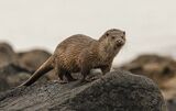 Sea Otter Kintyre by Stephen Lee Second Advanced Section