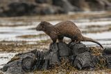 Sea Otter shaking off water by Stephen Lee Second Section A