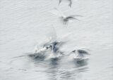 Seagull Frenzy by Helen Gibson Highly Commended