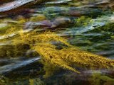 Seaweed in Bloom, Kimmeridge by Jim Maple